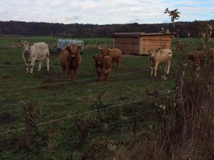 vorlesetag-auf-der-kuhweide-12