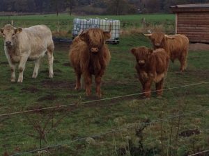 vorlesetag-auf-der-kuhweide-13