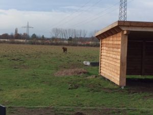 vorlesetag-auf-der-kuhweide-17