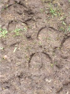 vorlesetag-auf-der-kuhweide-28