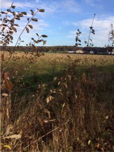 vorlesetag-auf-der-kuhweide-9